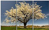 Blossom