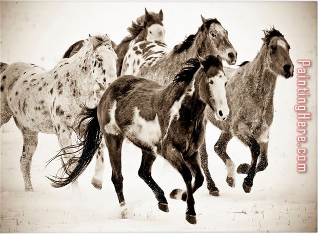 2014 Portrait Horses